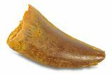 Serrated, Theropod (Deltadromeus?) Pre-Max Tooth - Morocco #291886-1